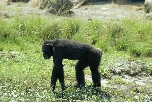 Chimpanzee GKB 1118 Pan troglodytes © G. K. Brown  /  ARDEA LONDON