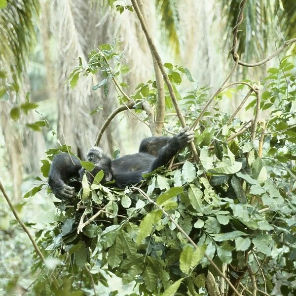 Chimpanzee - 'Goblin' a 29 year old alpha male in night nest. Gombe, Tanzania, Africa