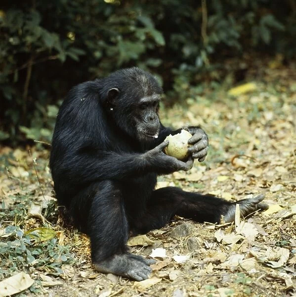 Chimpanzee 'Goblin' Eating fruit Conopharyngia holstii, split open on a rock