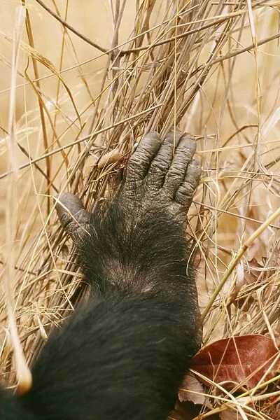 Chimpanzee - Goblin's right foot Gombe, Tanzania, Africa