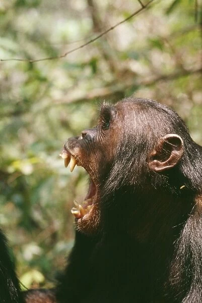Chimpanzee Gombe, Tanzania, Africa