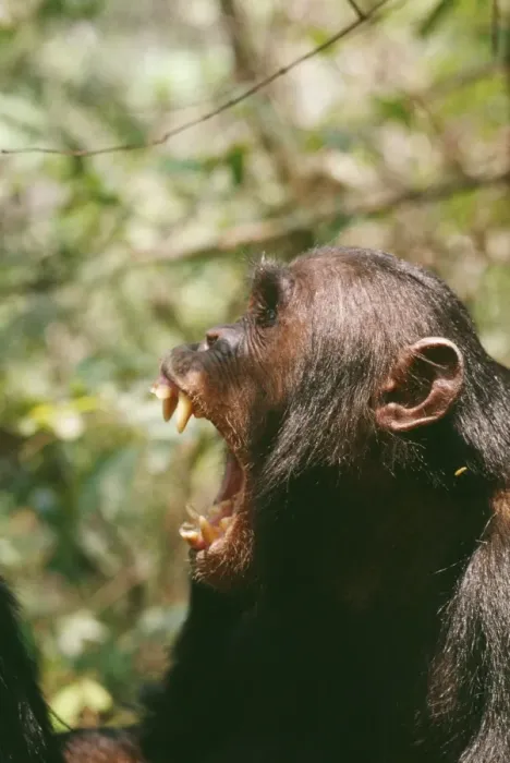 Framed Print : Chimpanzee Gombe, Tanzania, Africa Framed Print : Chimpanzee Gombe, Tanzania, Africa