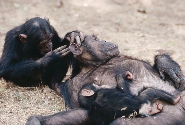 Chimpanzee - grooming Galahad grooming Gremlin & baby Gombe, Tanzania