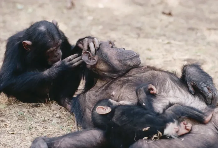 Framed Print : Chimpanzee - grooming Galahad grooming Gremlin & baby Gombe, Tanzania Framed Print : Chimpanzee - grooming Galahad grooming Gremlin & baby Gombe, Tanzania