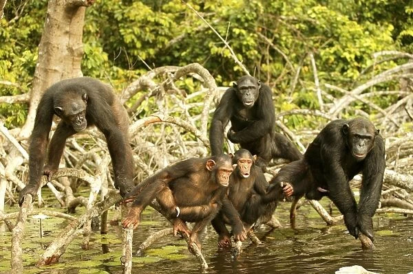 Chimpanzee Group together, standing up on branches, above water Concuati, Congo, Central Africa