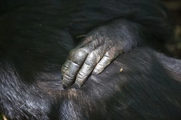 Chimpanzee - hand of adult male - tropical forest - Western Uganda - Africa