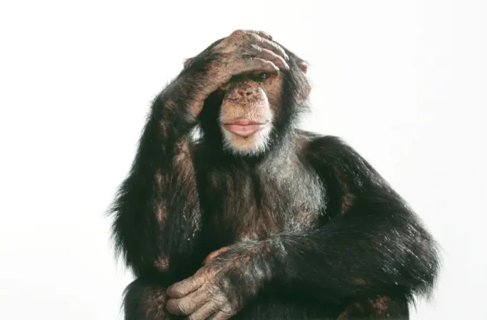 Framed Print : Chimpanzee - with hand on head - sequence 1 of 3 see no evil, hear no evil, speak no evil Framed Print : Chimpanzee - with hand on head - sequence 1 of 3 see no evil, hear no evil, speak no evil