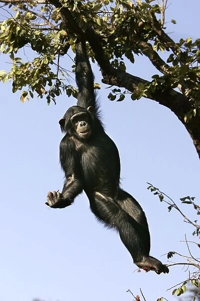 Chimpanzee - hanging from branch. Chimfunshi Chimp Reserve - Zambia - Africa