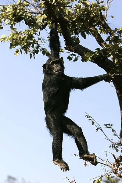 Chimpanzee - hanging from branch. Chimfunshi Chimp Reserve - Zambia - Africa