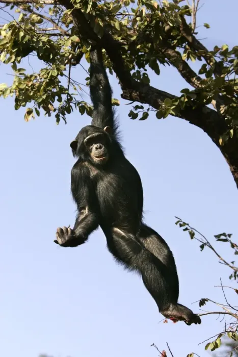Framed Print : Chimpanzee - hanging from branch. Chimfunshi Chimp Reserve - Zambia - Africa Framed Print : Chimpanzee - hanging from branch. Chimfunshi Chimp Reserve - Zambia - Africa