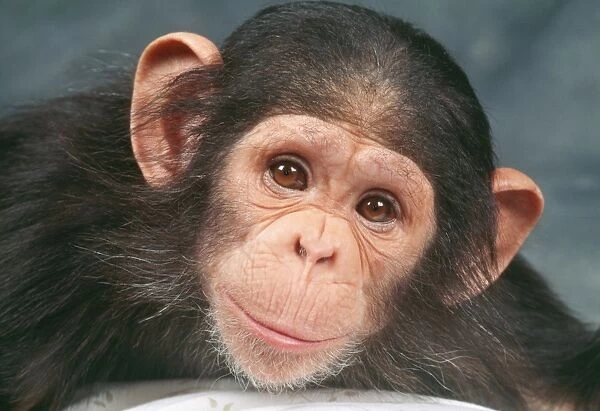 Chimpanzee JD 8921 Pan troglodytes © John Daniels  /  ARDEA LONDON