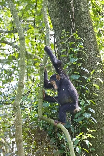 Chimpanzee - juvenile climbing on vines - tropical forest - Western Uganda - Africa