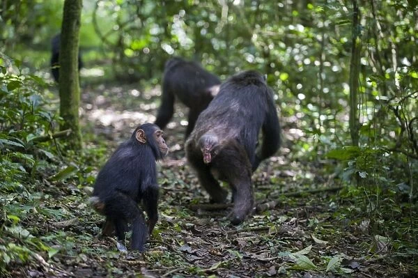 Chimpanzee - juvenile following mother and other family members on forest trail - tropical forest - Western Uganda - Africa