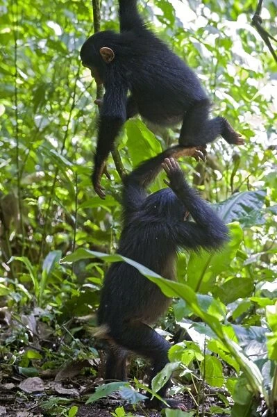 Chimpanzee - juveniles playing - tropical forest - Western Uganda - Africa