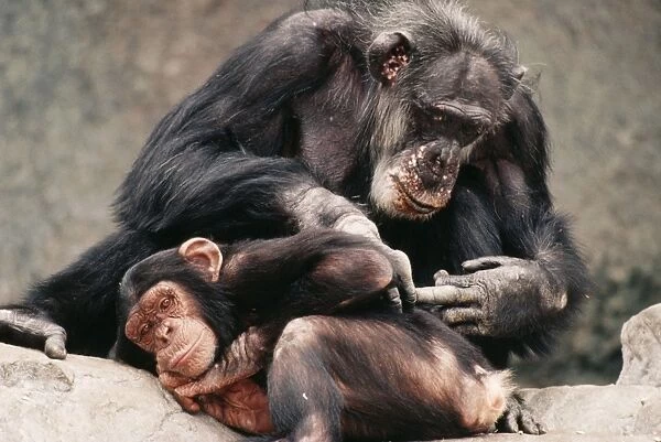 Chimpanzee KEL 1078 Grooming. Forests, broken savannas of Senegal, Guinea & Cameroon. Pan troglodytes © Ken Lucas  /  ARDEA LONDON