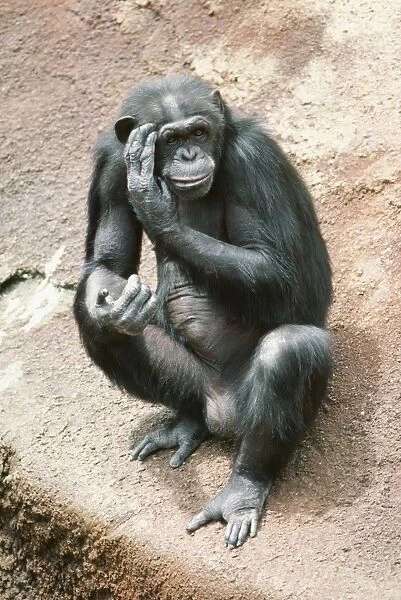 Chimpanzee KF 4753 Pan troglodytes © Kenneth Fink  /  ARDEA LONDON