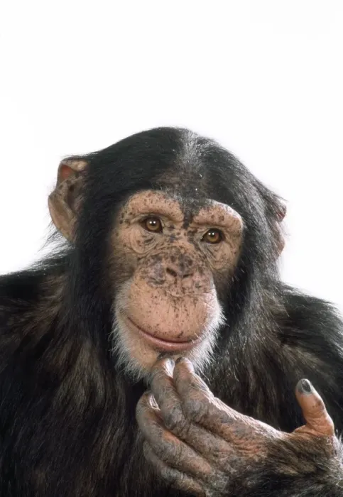 Framed Print : Chimpanzee - looking pensive Framed Print : Chimpanzee - looking pensive
