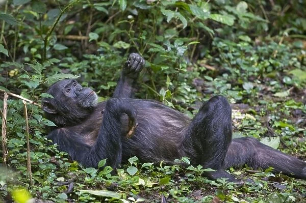 Chimpanzee - lying down - tropical forest - Western Uganda - Africa