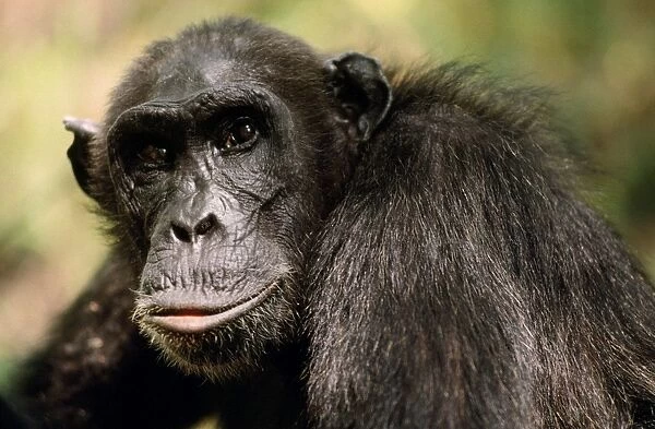 Chimpanzee Mahale Mountains, Tanzania