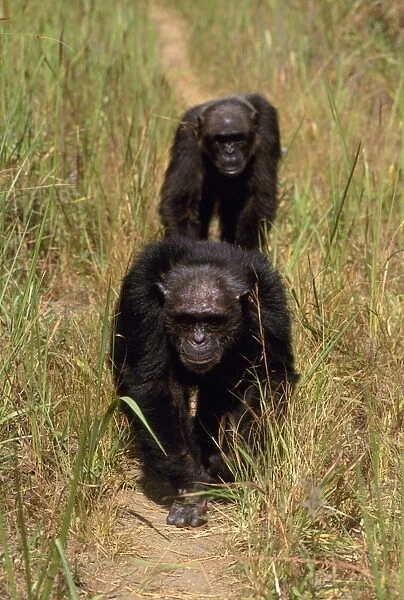 Chimpanzee Mahale Mountains, Tanzania, Africa