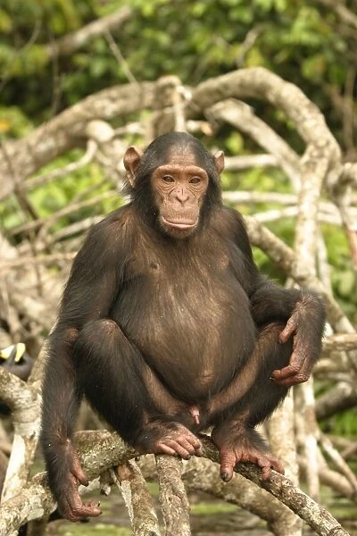 Chimpanzee Male Sitting on branches above water Concuati, Congo, Central Africa