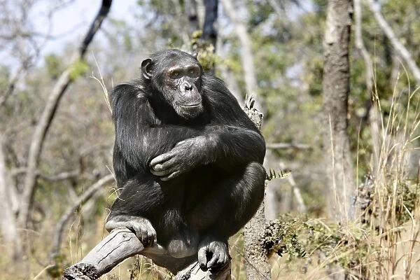 Chimpanzee - male sitting. Chimfunshi Chimp Reserve - Zambia - Africa