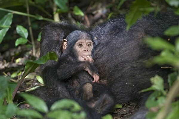 Chimpanzee - three month old infant - tropical forest - Western Uganda - Africa