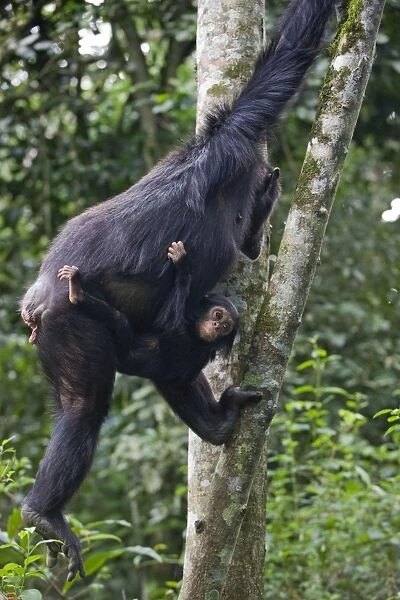 Chimpanzee - mother carrying one year old infant - tropical forest - Western Uganda - Africa