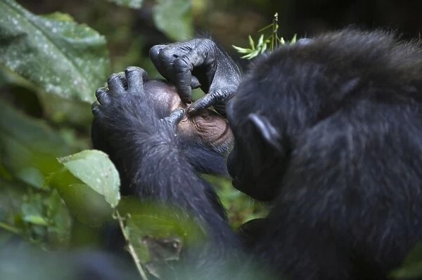 Chimpanzee - mother grooming sub-adult offspring - tropical forest - Western Uganda - Africa