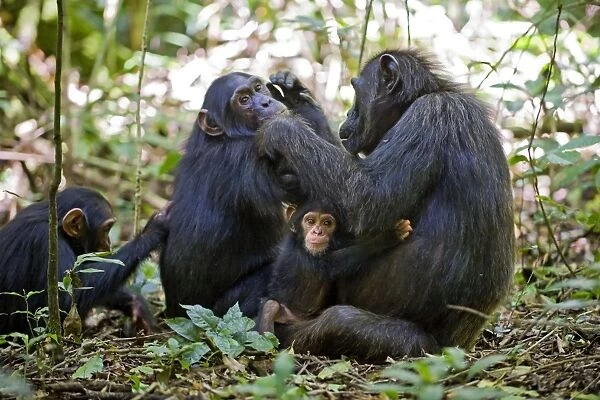 Chimpanzee - mother grooming sub-adult offspring (with three month old infant in lap) - tropical forest - Western Uganda - Africa