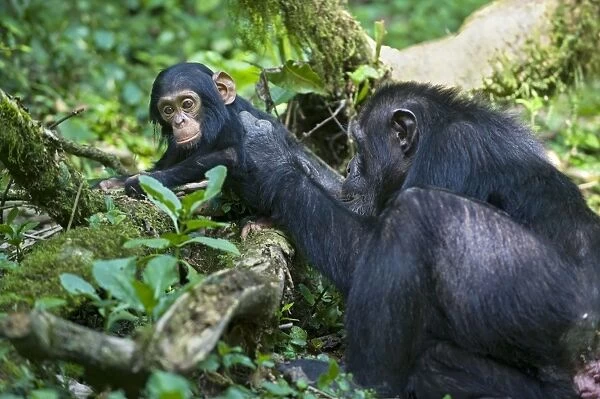 Chimpanzee - mother grooming one year old infant - tropical forest - Western Uganda - Africa