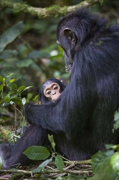 Chimpanzee - mother holding one year old infant - tropical forest - Western Uganda - Africa