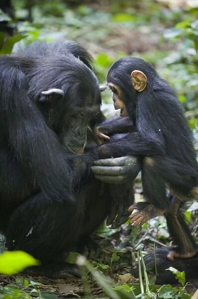 Chimpanzee - mother and playful one year old infant - tropical forest - Western Uganda - Africa