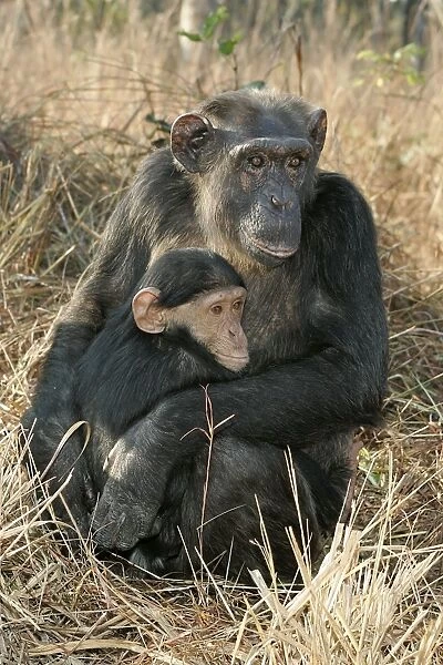 Chimpanzee - mother and young, sitting. Chimfunshi Chimp Reserve - Zambia - Africa