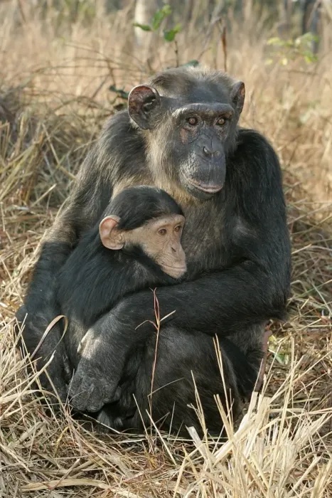 Framed Print : Chimpanzee - mother and young, sitting. Chimfunshi Chimp Reserve - Zambia - Africa