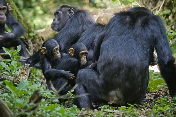 Chimpanzee - mothers and one year old infants - tropical forest - Western Uganda - Africa
