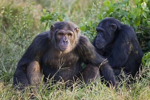 Chimpanzee - Ngamba Island Chimpanzee Sanctuary