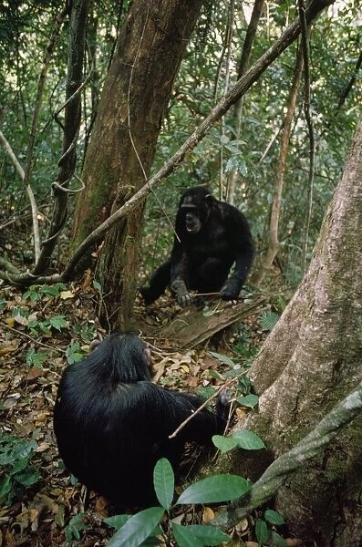 Chimpanzee - 'Pax' watching older brother catch ants - Gombe - Tanzania - Africa