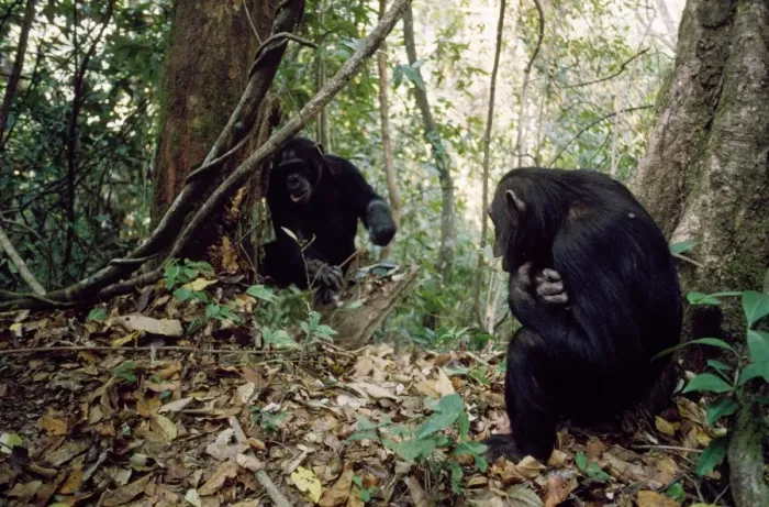 Framed Print : Chimpanzee - Pax watching older brother catch ants - Gombe - Tanzania - Africa Framed Print : Chimpanzee - Pax watching older brother catch ants - Gombe - Tanzania - Africa