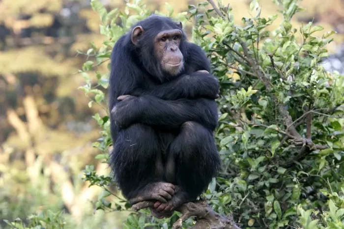 Framed Print : Chimpanzee - perched on branch. Chimfunshi Chimp Reserve - Zambia - Africa