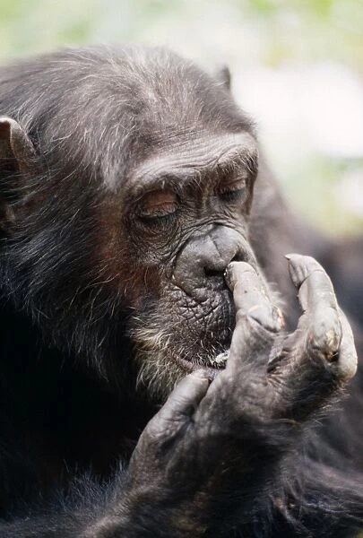 Chimpanzee - picking nose, 'Gigi' female 39 yrs. Gombe, Tanzania, Africa