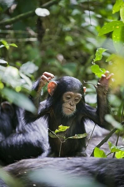 Chimpanzee - playful one year old infant - tropical forest - Western Uganda - Africa