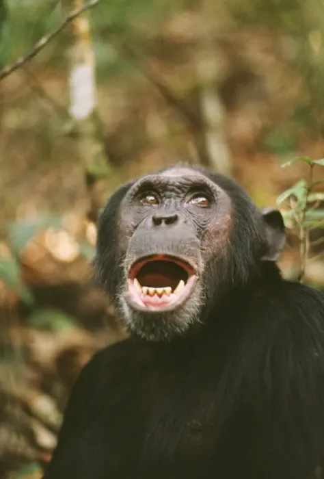 Framed Print : Chimpanzee - Prof calling, at 23 years old. Gombe, Tanzania, Africa Framed Print : Chimpanzee - Prof calling, at 23 years old. Gombe, Tanzania, Africa
