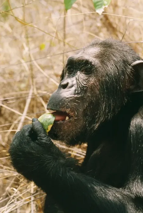 Framed Print : Chimpanzee - Prof eating Strychnos innocua Gombe, Tanzania, Africa Framed Print : Chimpanzee - Prof eating Strychnos innocua Gombe, Tanzania, Africa