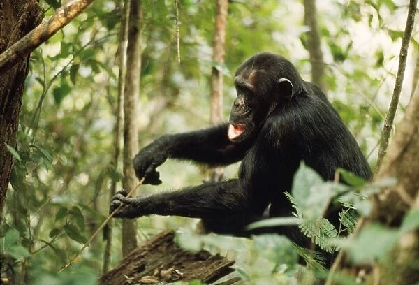 Chimpanzee - 'Prof' fishing for Safari Ants Gombe, Tanzania, Africa