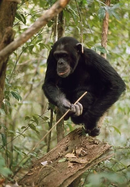 Chimpanzee - 'Prof' fishing for Safari Ants with stick. Gombe, Tanzania, Africa