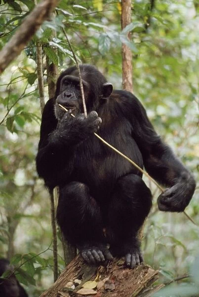 Chimpanzee - 'Prof' fishing for Safari Ants with stick. Gombe, Tanzania, Africa