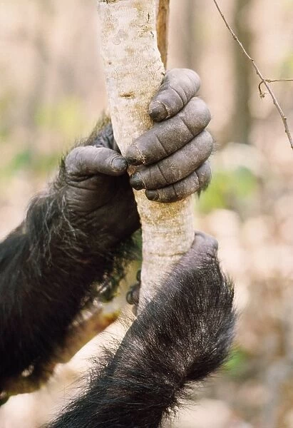 Chimpanzee - Prof's hands Gombe, Tanzania, Africa