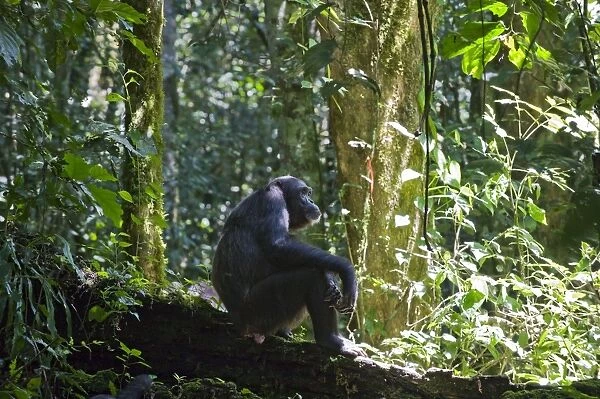Chimpanzee - resting on log - tropical forest - Western Uganda - Africa
