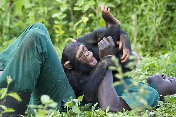 Chimpanzee - with Rodney Lemata (Caretaker) playing